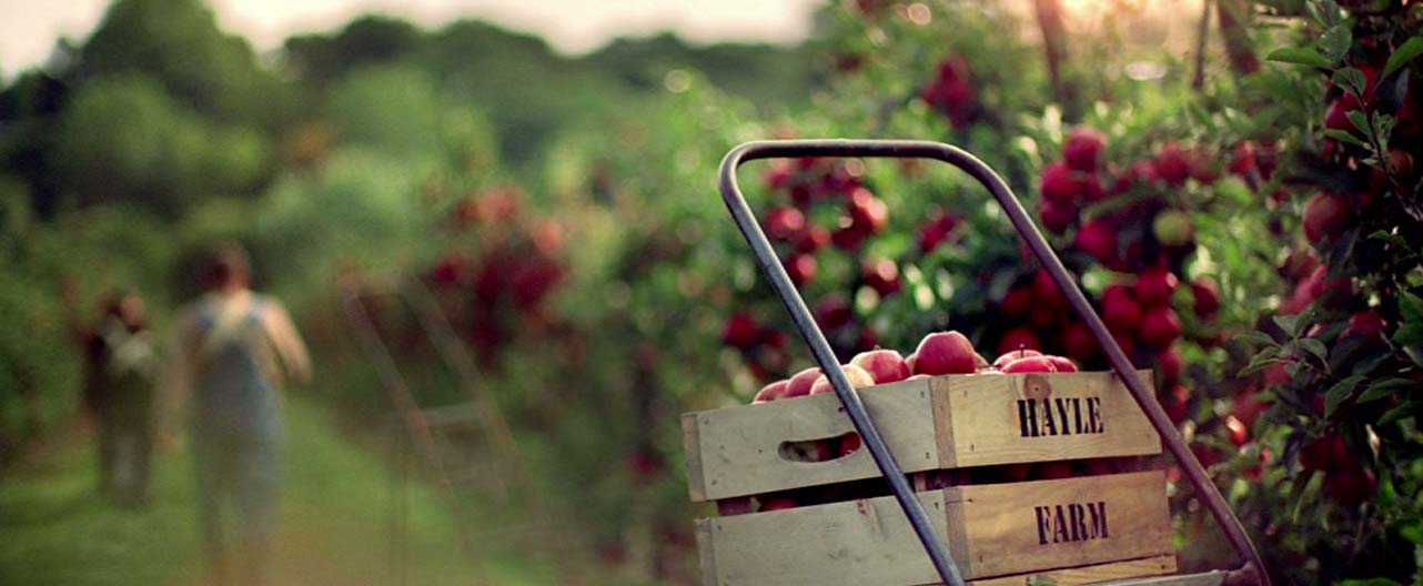 Tesco Apples
